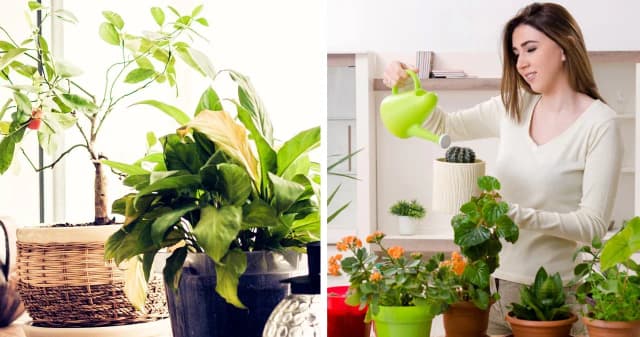 Jakie kwiaty do kwietnika: wybierz rośliny, które zachwycą każdego Jakie kwiaty do kwietnika: wybierz rośliny, które zachwycą każdego